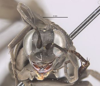 Media type: image;   Entomology 23476 Aspect: head frontal view